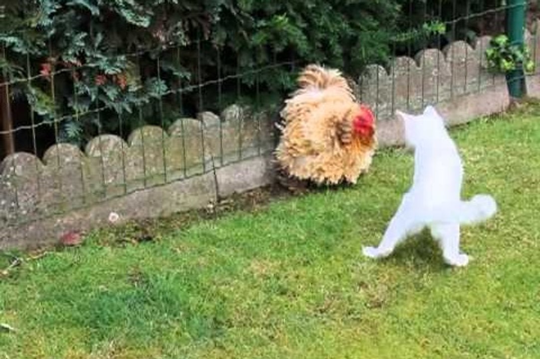 Kitten Vs. Chicken