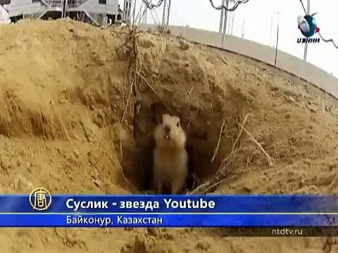 Суслик с Байконура стал знаменитостью Интернета