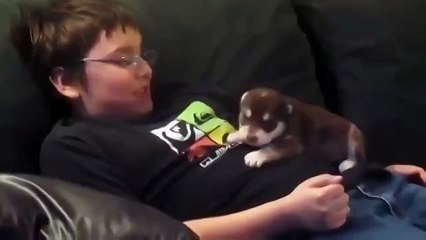 Хаски поет.)))