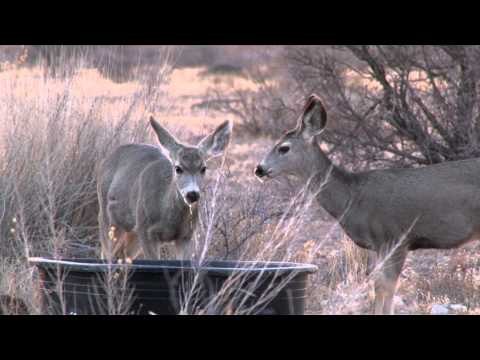 Buck Ventures Outdoors - Mule Deer Guys