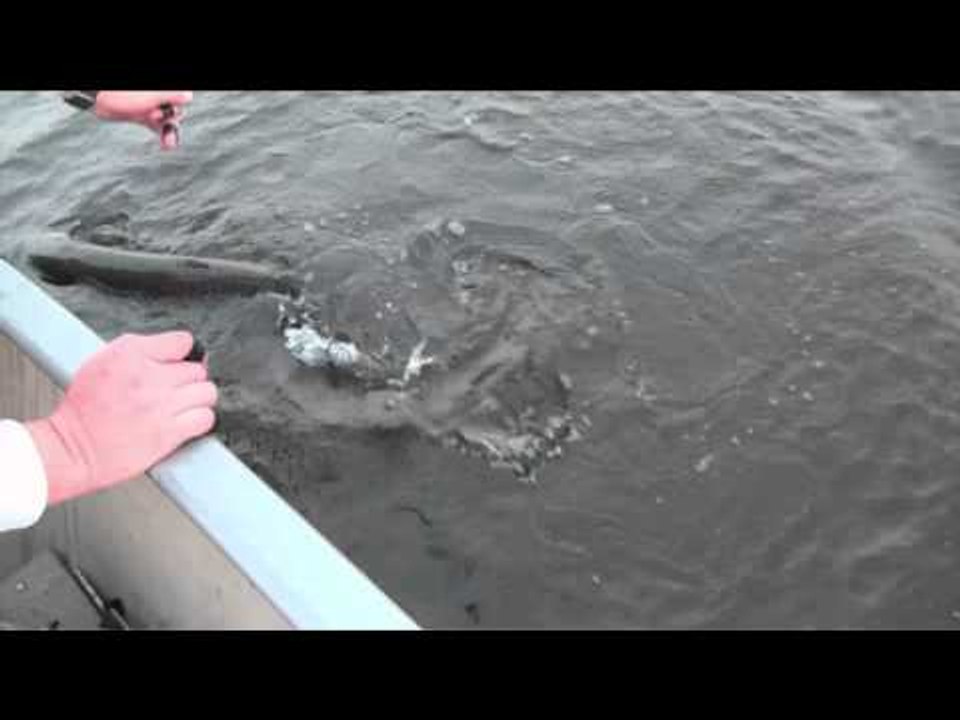 Maximum Limit Fishing - Sandy Point Lodge Northern Pike