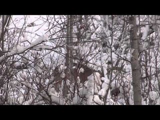 Live 2 Hunt - Whitetail Country