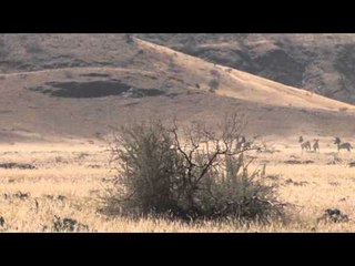 Outdoor Quest TV - Namibia Springbok and Zebra