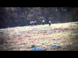 Intrepid Outdoors - Black Hills Bulls