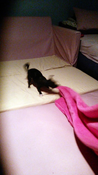 Ema the Ripper attacks a blanket!