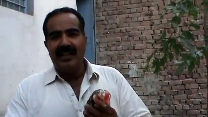 ASEEL BREEDING information .( 3 )by ustad rana safdar shab.flv