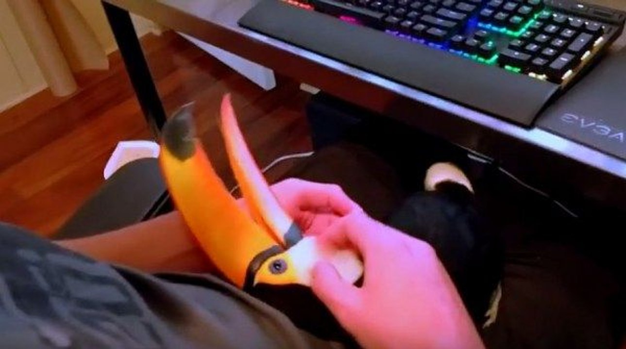 Toucan acts like a lapdog