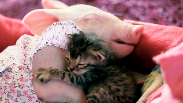 Adorable piglet & kitten snuggling together