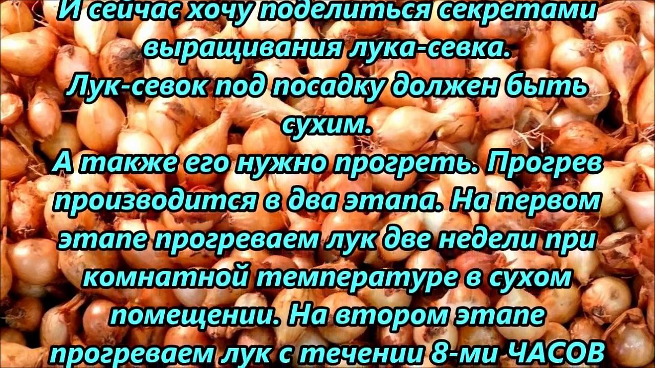 Бабушкин совет посадки лука-севка!
