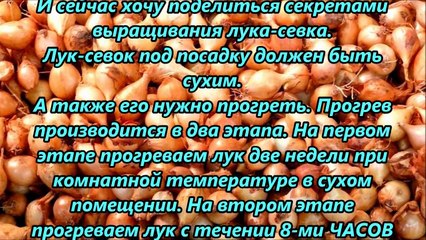 Бабушкин совет посадки лука-севка!