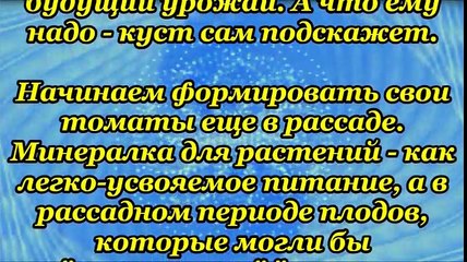 График подкормки рассады томатов