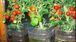 Как вырастить помидоры к маю без рассады и без теплицы
