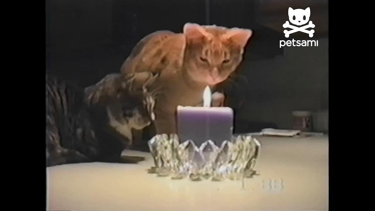 Cat swipes candle