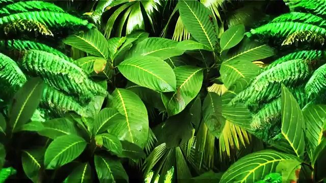 Questo pappagallino entra nella doccia e guardate cosa fa....