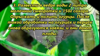 6 советов, от всех болезней огурцов