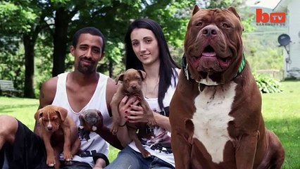 Ecco il figlio del pit bull più grande al mondo