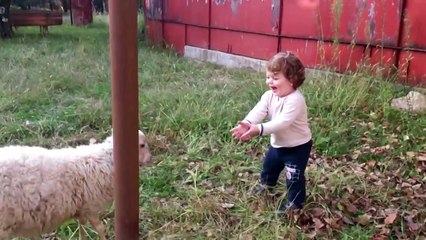 Два барашка