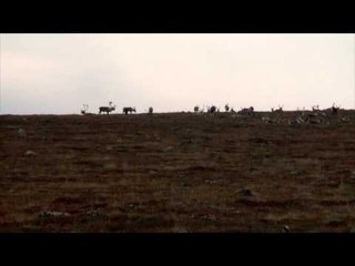 Steve's Outdoor Adventures - Nunavut Caribou Hunt Part 1