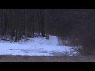 Dead Down Wind's Live the Wild Life - New York Predator Hunting