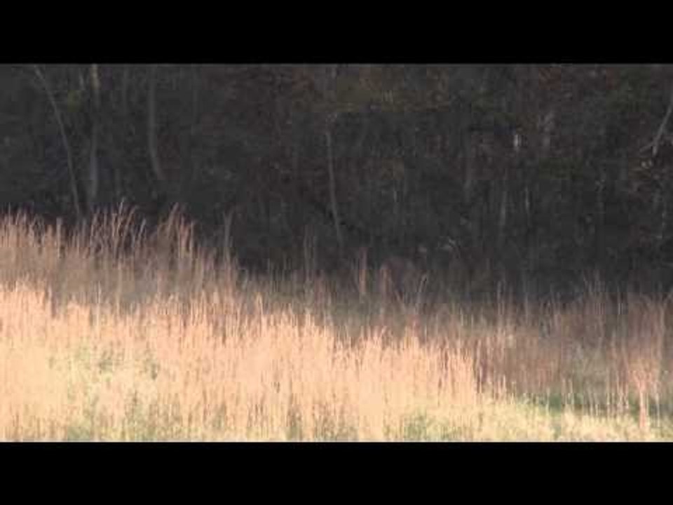 Excalibur's Huntin' the Backwoods - Matrix