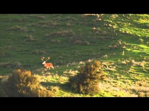 Campfire Stories - New Zealand Red Stag