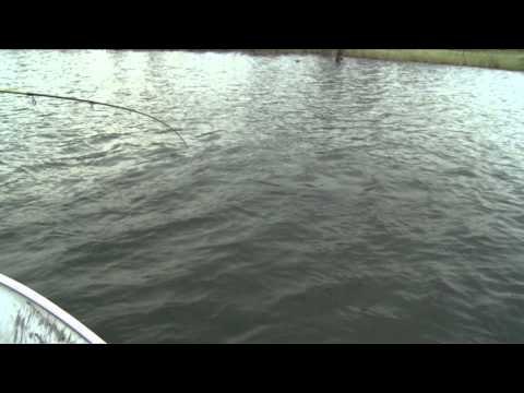 Fishful Thinking - Freedom Fighters