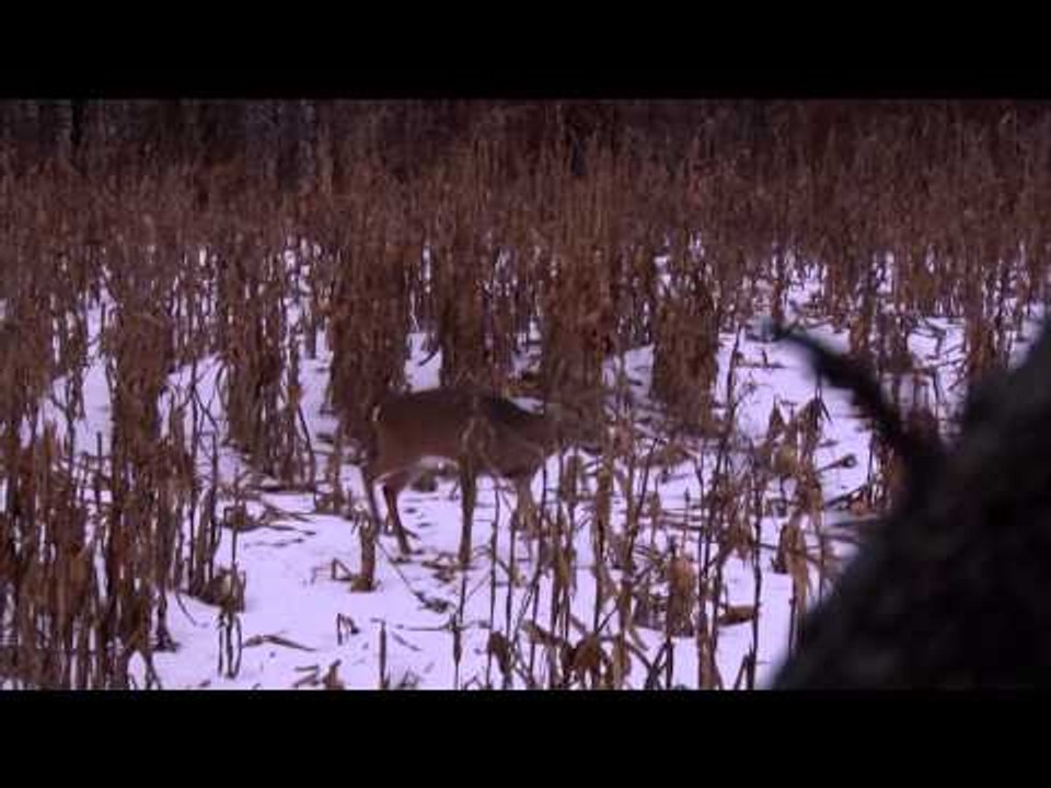 Relentless Pursuit  - She Freaks