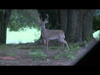 Wildgame Nation - Velvet Bucks and Beards