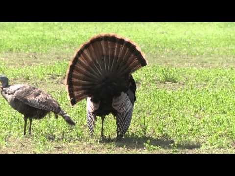 G3 Sportsman - Turks, Turks, Turks