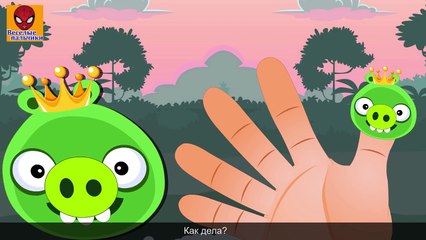 Семья пальчиков ЗЛЫЕ СВИНКИ | Angry Pigs Finger Family in Russian