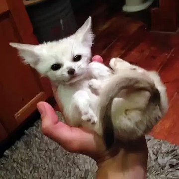 A baby Fennec Fox...