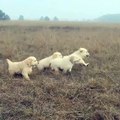 A bunch of Golden Retriever puppies chasing after mom...