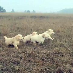 A bunch of Golden Retriever puppies chasing after mom...