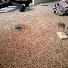 A hugely talented bird playing basketball gets attacked...