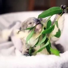 Feeding a baby koala...
