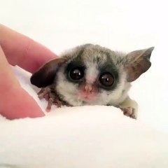 The cutest little baby animal you've never seen!