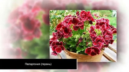Комнатные растения для спальни. Дизайн интерьера.