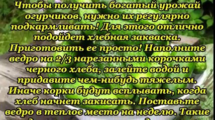 Растворы для хорошего урожая огурцов