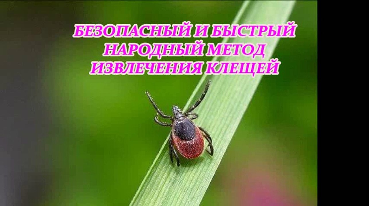 БЕЗОПАСНЫЙ И БЫСТРЫЙ НАРОДНЫЙ МЕТОД ИЗВЛЕЧЕНИЯ КЛЕЩЕЙ