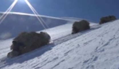 Karlı zirveden otları kızakla indiriyorlar