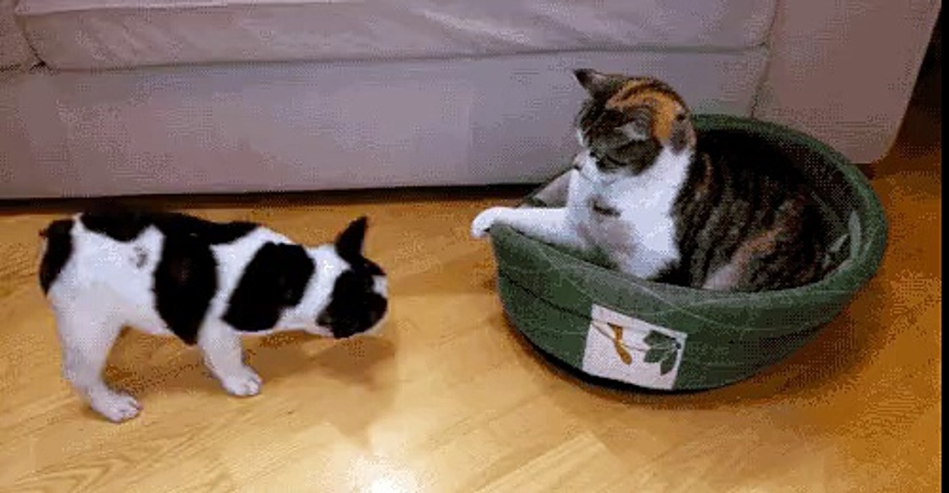Cute animals And Babies (10)