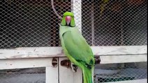 Beautiful green talking parrot (Funny Videos 720p)