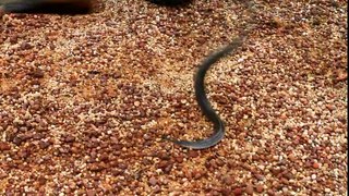 ENHYDRIS PLUMBEA Plumbeous Water Snake eating a loach