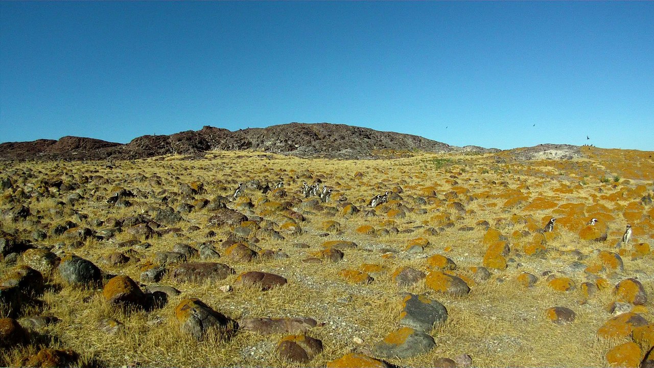 Les pinguins de l'le des... pinguins