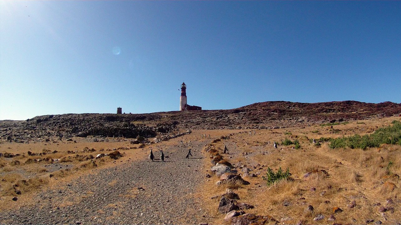 Les pinguins de l'ile des pinguins à Puerto Deseado au Chili
