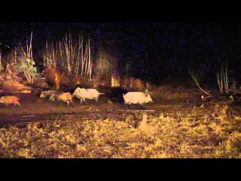 The Bone Yard - Kissing