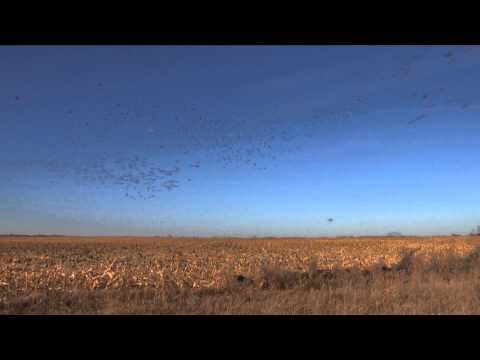 The Fowl Life - Is This Heaven or South Dakota?