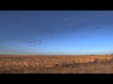 The Fowl Life - Is This Heaven or South Dakota?