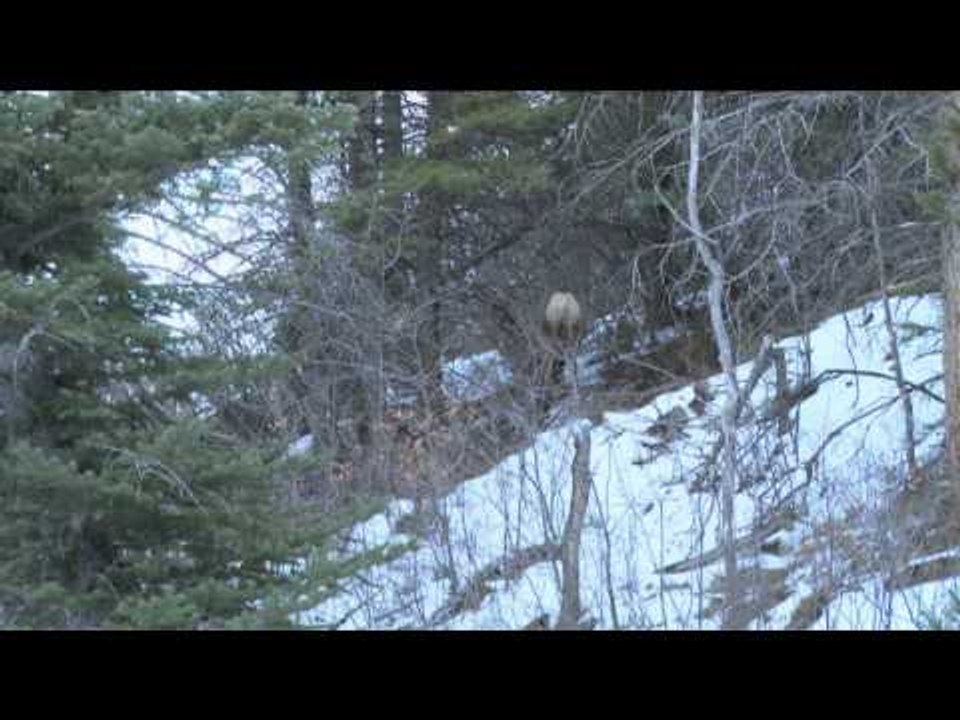 Extreme Outer Limits TV - Rut in Colorado Part 1