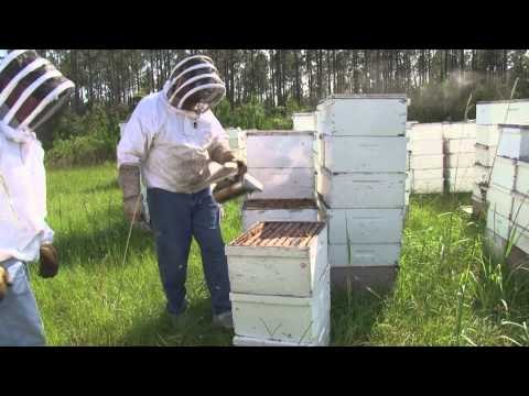 The Gamekeepers of Mossy Oak - 'Bee' A Gamekeeper